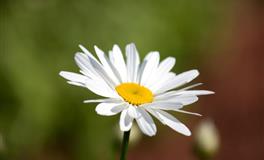 十二星座中，把面子看得比生命还重要的4个星座