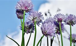 闹闹女巫店2020年10月十二星座运势