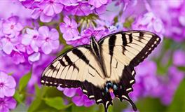 最疼老婆的三大星座，能把老婆宠上天，有你老公吗