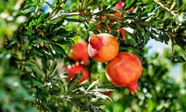 苏珊米勒2020年12月射手座运势完整版