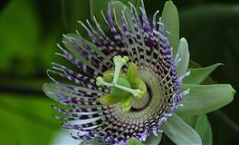 秦阳明2021年1月31日生肖运势