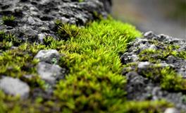 郑博士2021年1月13日生肖运势