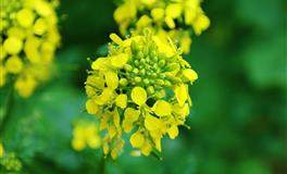 张鑫龙2021年2月26日生肖运势