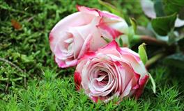 郑博士2021年3月24日生肖运势