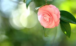 神叨酱3月3日心灵运势指引