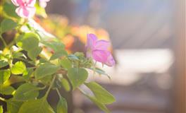 易鑫2021年4月11日生肖运势