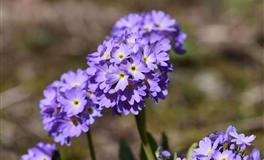 恋爱中易恃宠而骄的星座