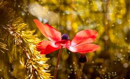 遇事犹豫不决，让这些星座拿主意很难