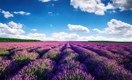 小乖麻2021年7月双子座运势