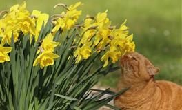 艾菲尔2021年6月星座运势