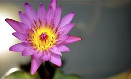 苏珊米勒每日运势2021年6月26-27日