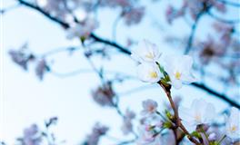 狂月天时一周天秤座运势8.23-8.29