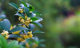 柒爸白羊座一周运势（8.23-8.29）