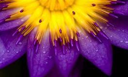 花甜巨蟹座一周运势（8.30-9.5）