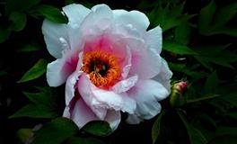 生肖猴的爱情脾气与择爱态度