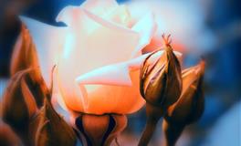 百变巫女金牛座一周运势8.30-9.5