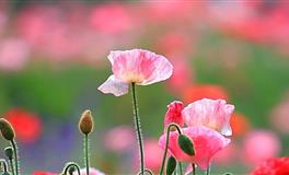 海百合金牛座一周运势（9.20~9.26）