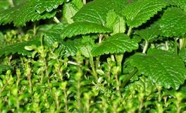 APP天秤座一周运势(9.5-9.11)