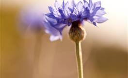 静电鱼天秤座每周运势（9.20-9.26）