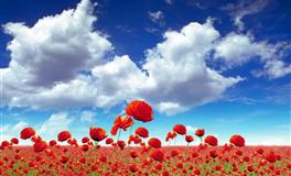 流川枫狮子座2021年9月运势