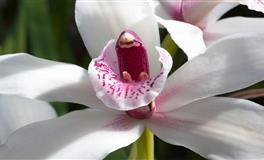 滴天居士生肖羊一周运势(9月19日—9月25日)