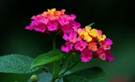 当前任求复合 ，摩羯座给出的反应