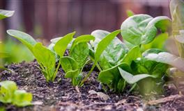 郑博士生肖龙每周运势（9月13日—19日)