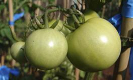 天生领导者，独具人格魅力的四大生肖