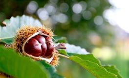 爱父母超过爱自己的几大暖心星座