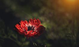 海百合天秤座一周运势(11.1-11.7)