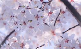 起空之花双鱼座一周运势10.18-10.24