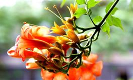 张鑫龙每日生肖运势10月9日