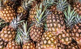 郑博士生肖虎2021年11月运势