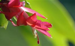 普天同庆！双星顺行【好运将至】的七大星座