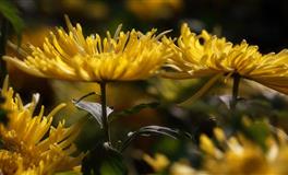 狮子座被【逼婚越界】的情绪反弹