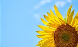 郑博士2021年11月生肖龙男女情缘桃花提前报