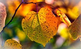 马乔丽狮子座一周运势10.18-10.24