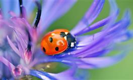 从星座看男人是【旺妻命】