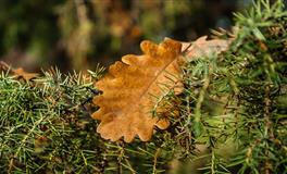 秋末冬初，生肖龙【财运发展】关键提醒