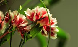 竹猫星球12星座一周塔罗运势10.11-10.17