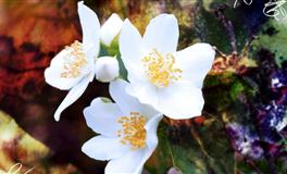 判答天蝎座一周运势11.15-11.21