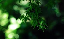 Lunita白羊座一周运势(11.22-11.28)