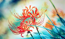 苏珊米勒每日运势2021年11月12日