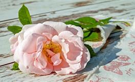 Lunita双鱼座一周运势(11.15-11.21)