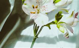 凰洛射手座一周运势11.8-11.14