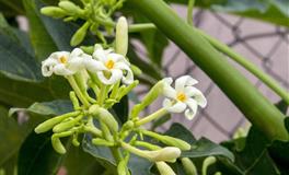 Pandora占星小巫处女座一周运势（11.12-11.18）