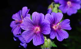 蒂姆白羊座一周运势(11.14–11.20)