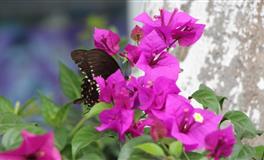 杀破狼狮子座一周运势(2021.11.15-11.21)