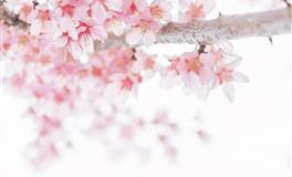 恋爱全身心付出的三大星座，总是容易被伤害！