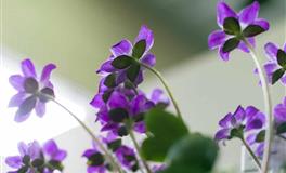 为人低调，却有真本事的三大星座，赚钱能力最强